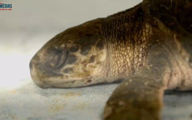 Plus de 170 tortues marines mortes congelées aux Etats-Unis