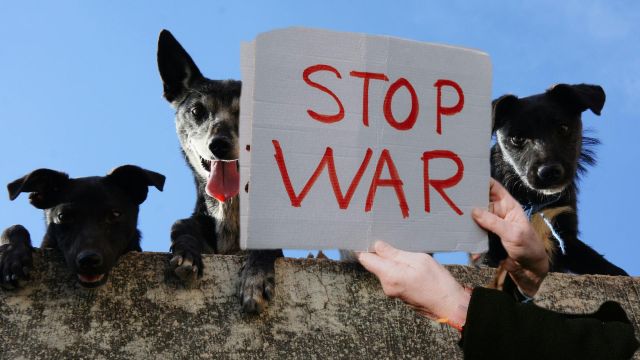 Ukraine : Les animaux victimes de la guerre des hommes