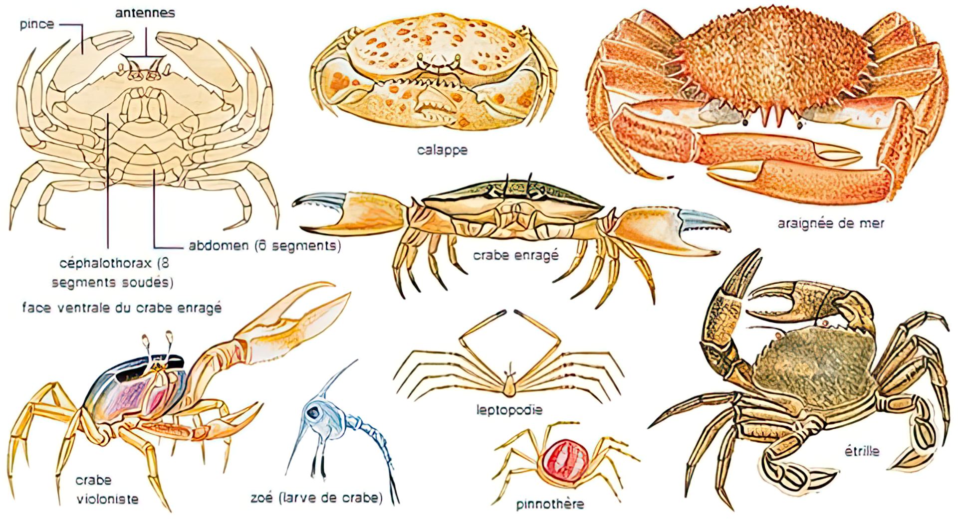 Anatomie d'un crabe