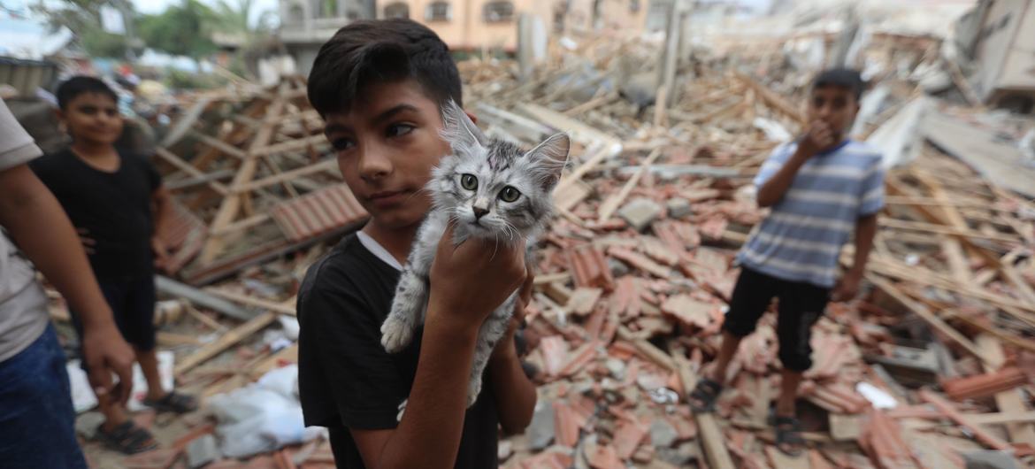 garçon chat gaza