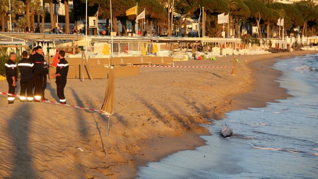 Un nouveau dauphin échoué à Cannes.