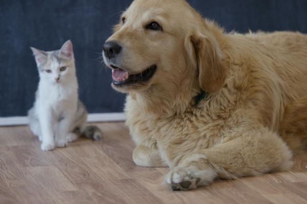 Chronique – La Médiation Animale : Quand les Animaux deviennent thérapeutes