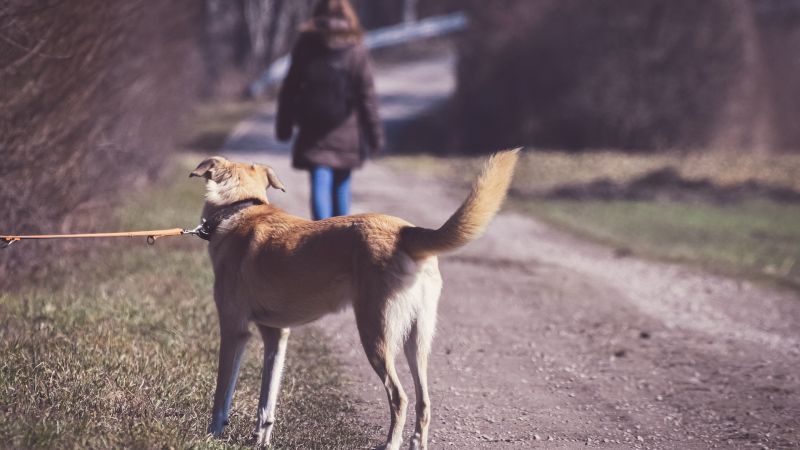 Chaque année, environ 100.000 animaux sont abandonnés