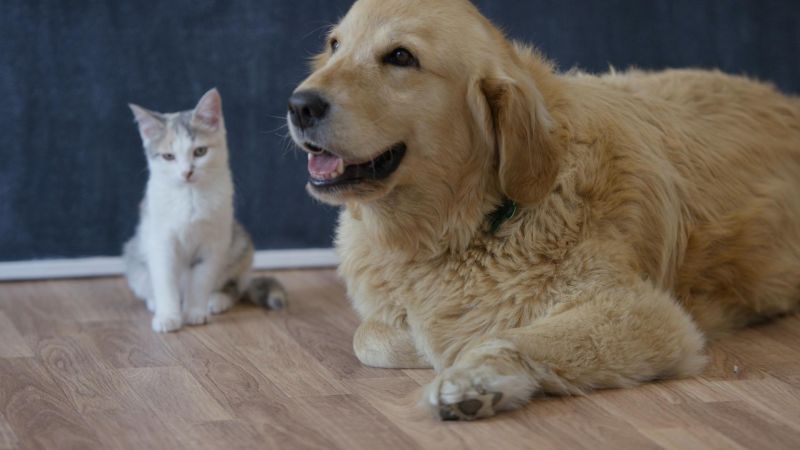 Chronique – La Médiation Animale : Quand les Animaux deviennent thérapeutes