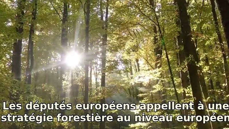 Europe : des forêts en bonne santé