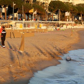 Un nouveau dauphin échoué à Cannes.