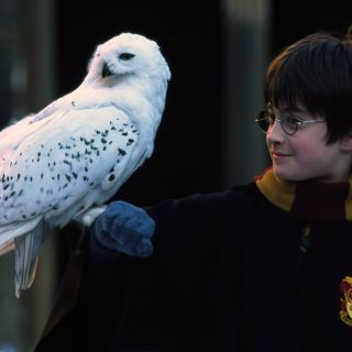 Adopter une chouette comme celle de Harry Potter.