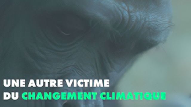 Changement climatique : les gorilles en danger