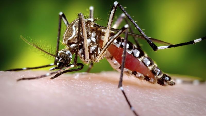 Le virus Zika détecté en Guyane et en Martinique.