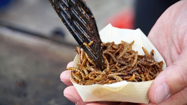 Des insectes bientôt dans nos assiettes : fake news ?