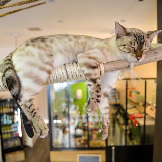 Un bar à chats à Nice.