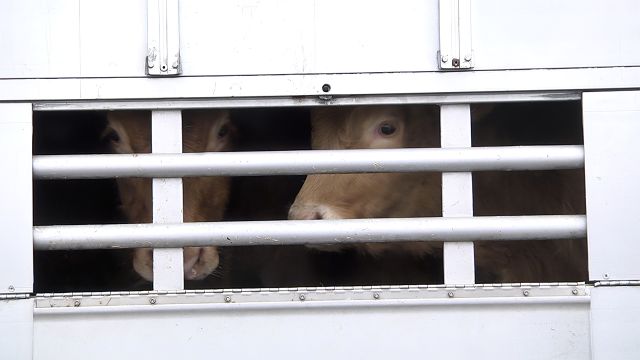 Europe : Bien-être des animaux transportés.