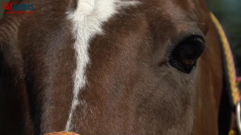 Sauver les chevaux de l’abattoir : l’histoire d’Ekaterina, en Biélorussie