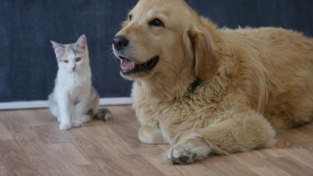 Chronique – La Médiation Animale : Quand les Animaux deviennent thérapeutes