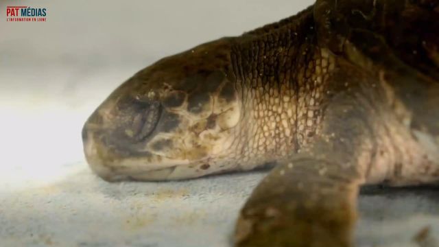 Plus de 170 tortues marines mortes congelées aux Etats-Unis